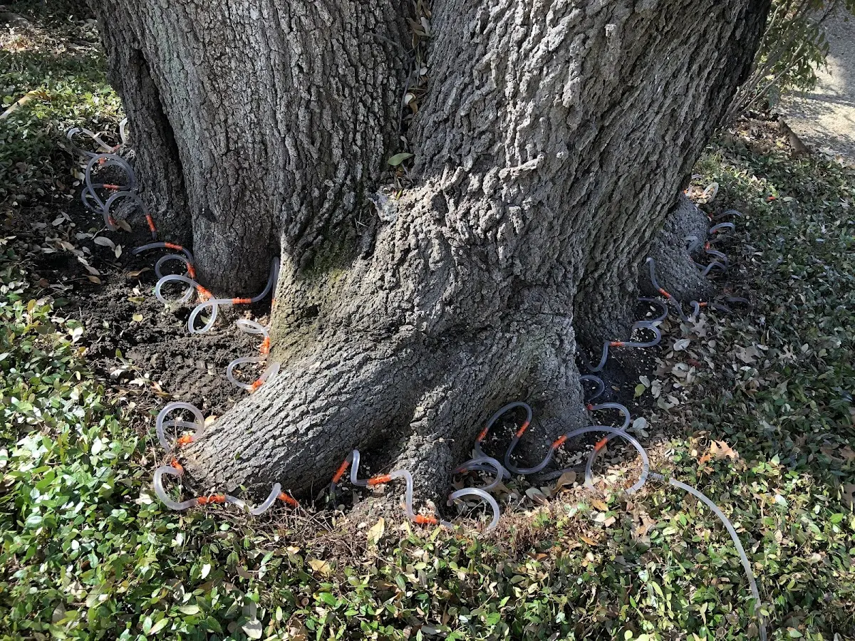 Detailed Shrub and Hedge Trimming job site in Meridian