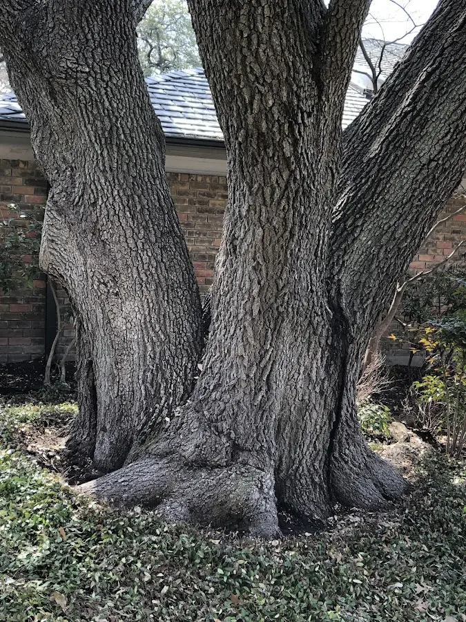 Mature heritage tree close to a Meridian property cared for by certified arborists